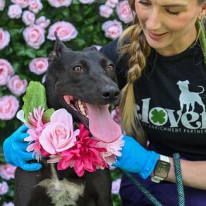 Hi The shelter calls me Wompy but a really nice guy who took care of me for a month called