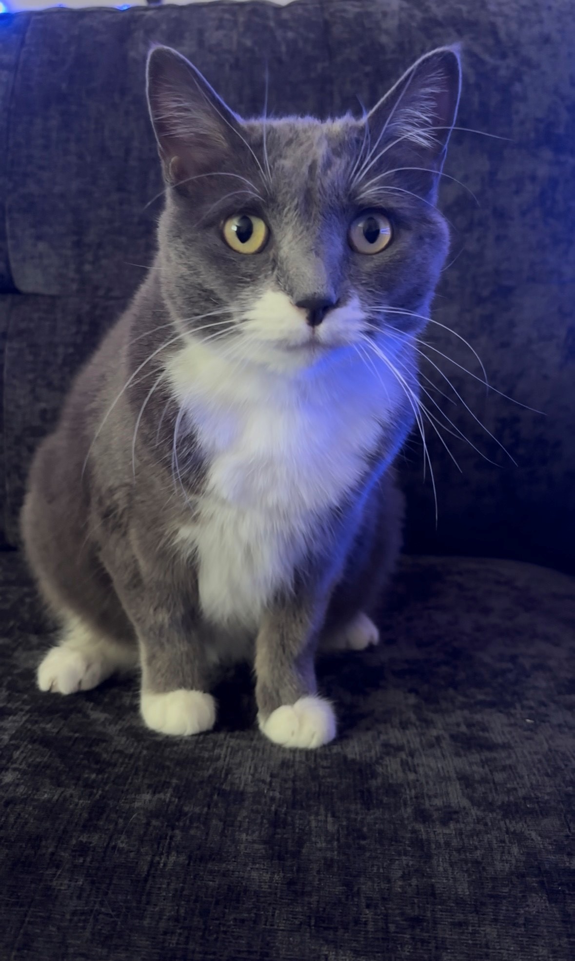 Hela, an adoptable Domestic Medium Hair in Twin Falls, ID, 83301 | Photo Image 2