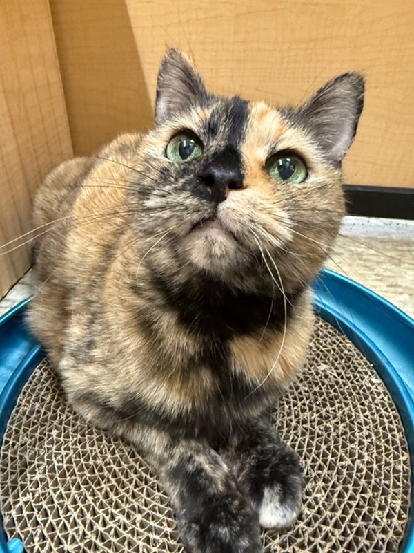 Sandy *Bonded with Sabrina*
