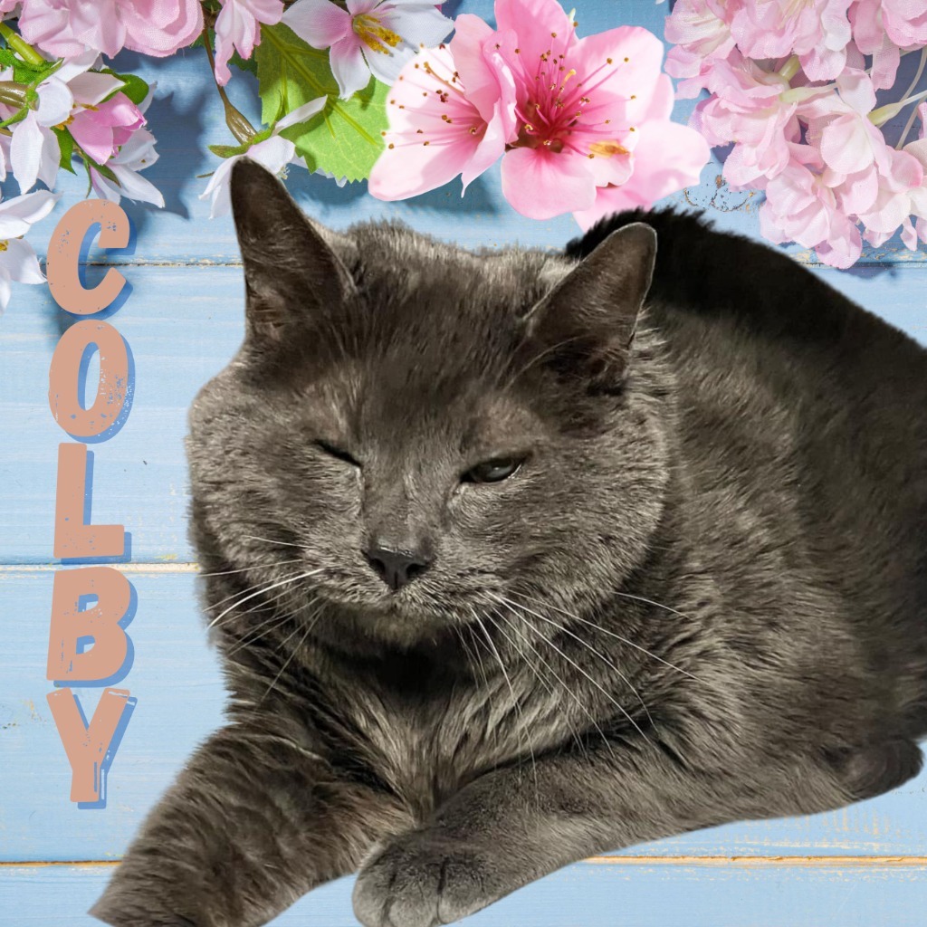 Colby