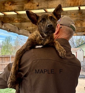 Maple