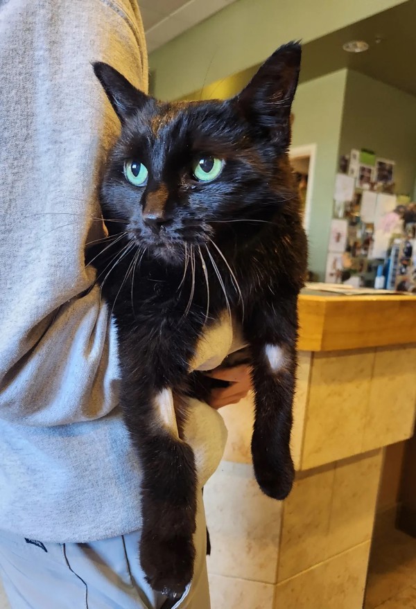 Julieta, an adoptable Domestic Short Hair in Duluth, MN, 55802 | Photo Image 1