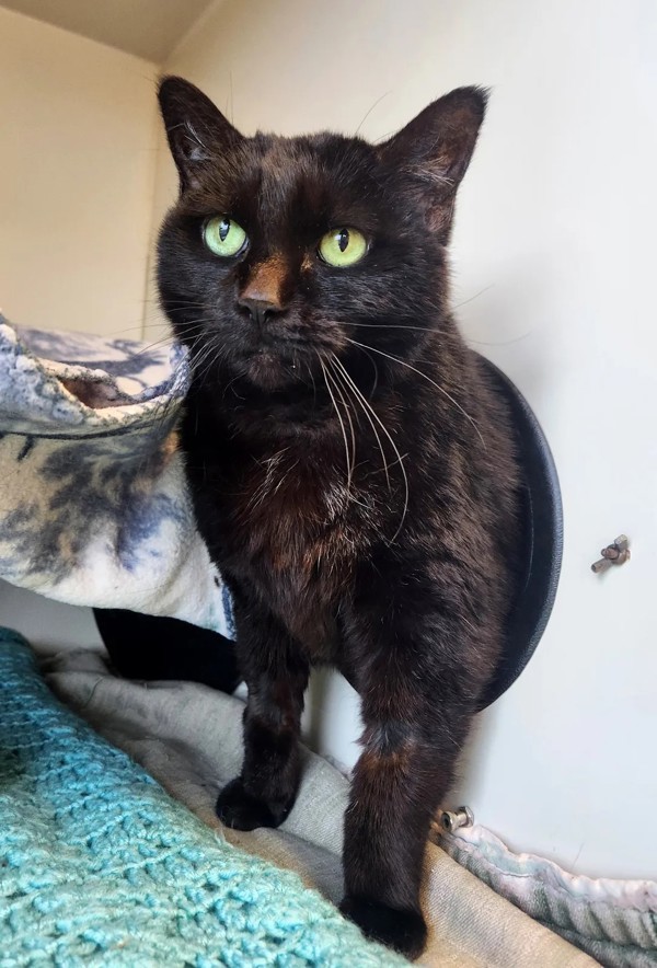 Julieta, an adoptable Domestic Short Hair in Duluth, MN, 55802 | Photo Image 1