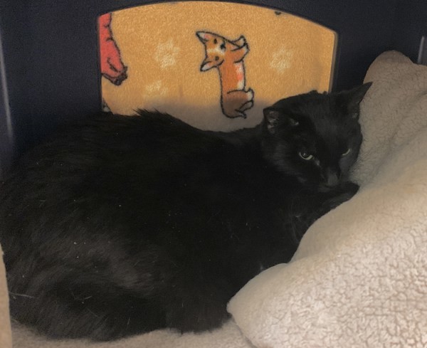 Julieta, an adoptable Domestic Short Hair in Duluth, MN, 55802 | Photo Image 2