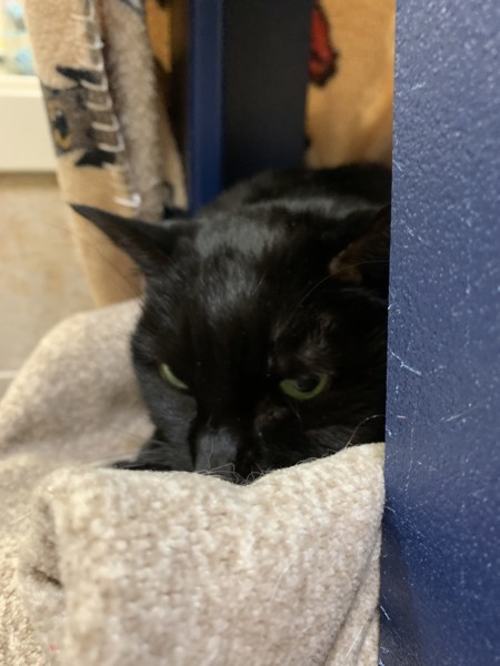 Julieta, an adoptable Domestic Short Hair in Duluth, MN, 55802 | Photo Image 3