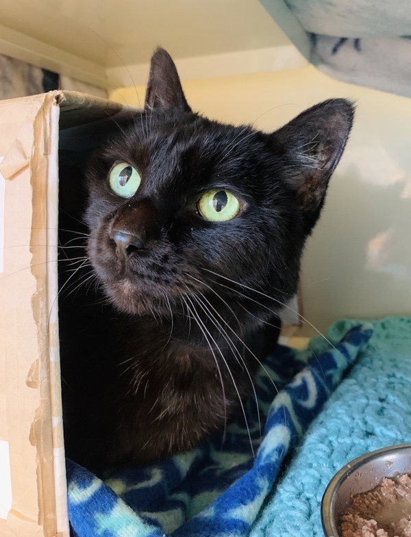 Julieta, an adoptable Domestic Short Hair in Duluth, MN, 55802 | Photo Image 3