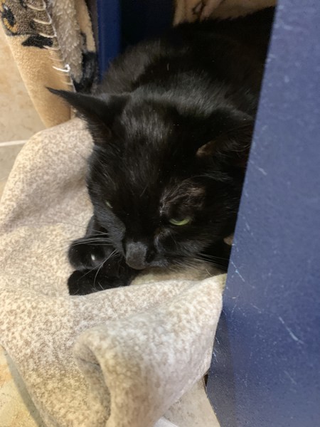 Julieta, an adoptable Domestic Short Hair in Duluth, MN, 55802 | Photo Image 4