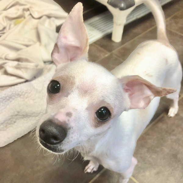 JJ -- Bonded Buddy With Max