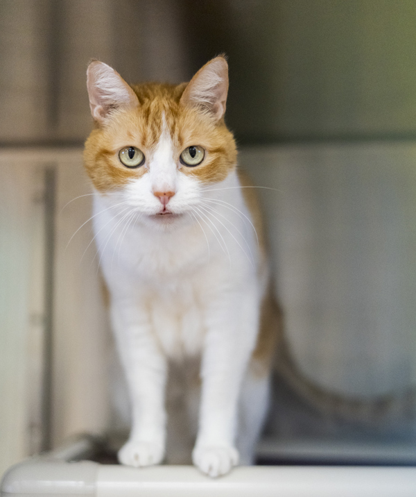 Jill, an adoptable Domestic Medium Hair in Kennewick, WA, 99336 | Photo Image 1