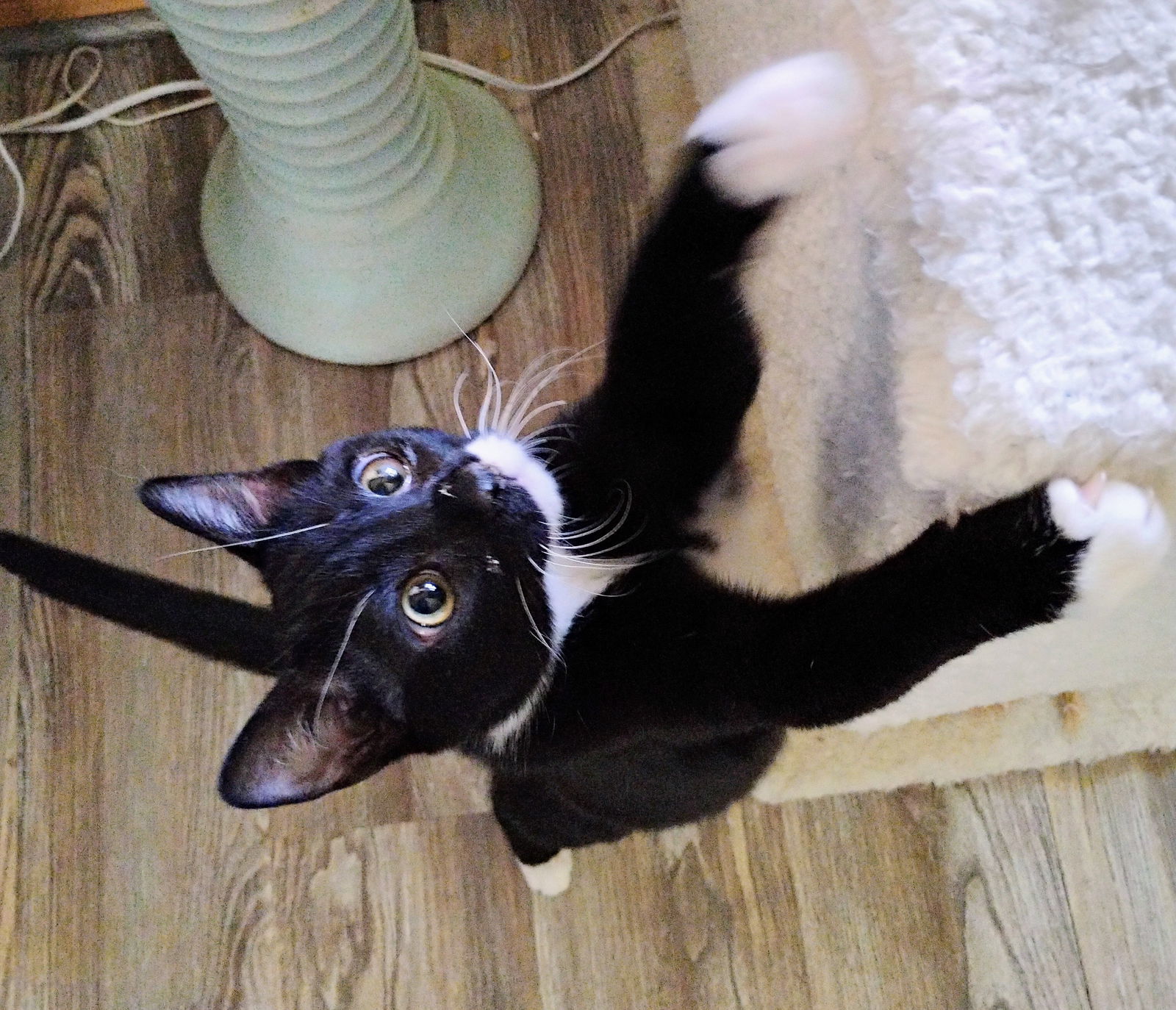 Lumi + Clover, an adoptable Domestic Short Hair in Aurora, CO, 80012 | Photo Image 1