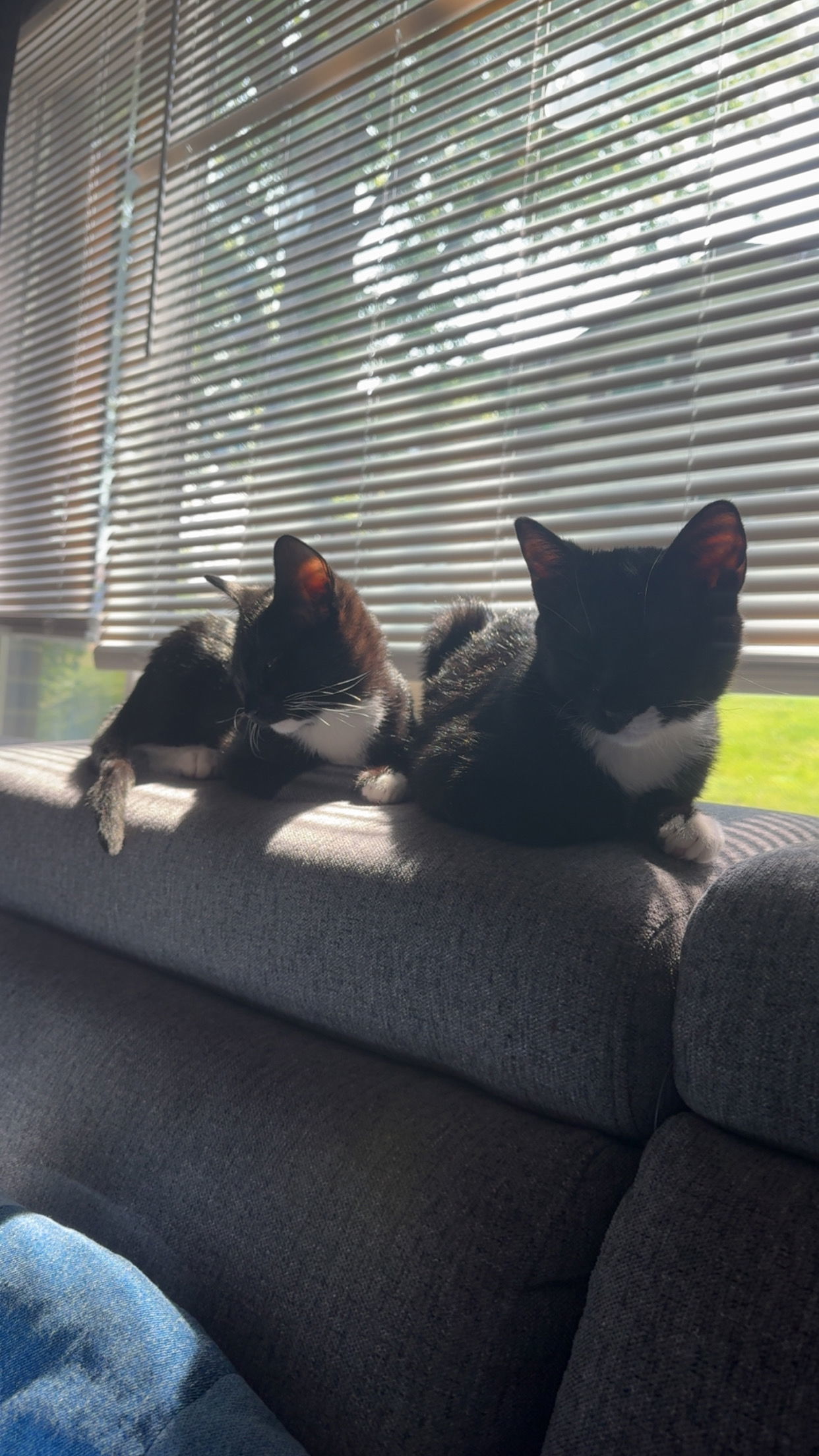 Lumi + Clover, an adoptable Domestic Short Hair in Aurora, CO, 80012 | Photo Image 2