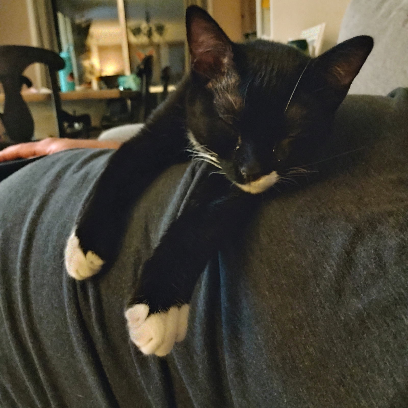 Lumi + Clover, an adoptable Domestic Short Hair in Aurora, CO, 80012 | Photo Image 3