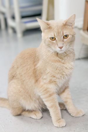 Kenny Rogers, Young Male Domestic Short Hair