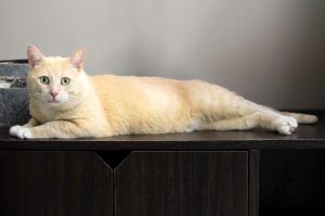 Mister Winston is an adorable laid back orange guy who seems just fine with other cats  Hes a big