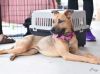 Penny photo 3