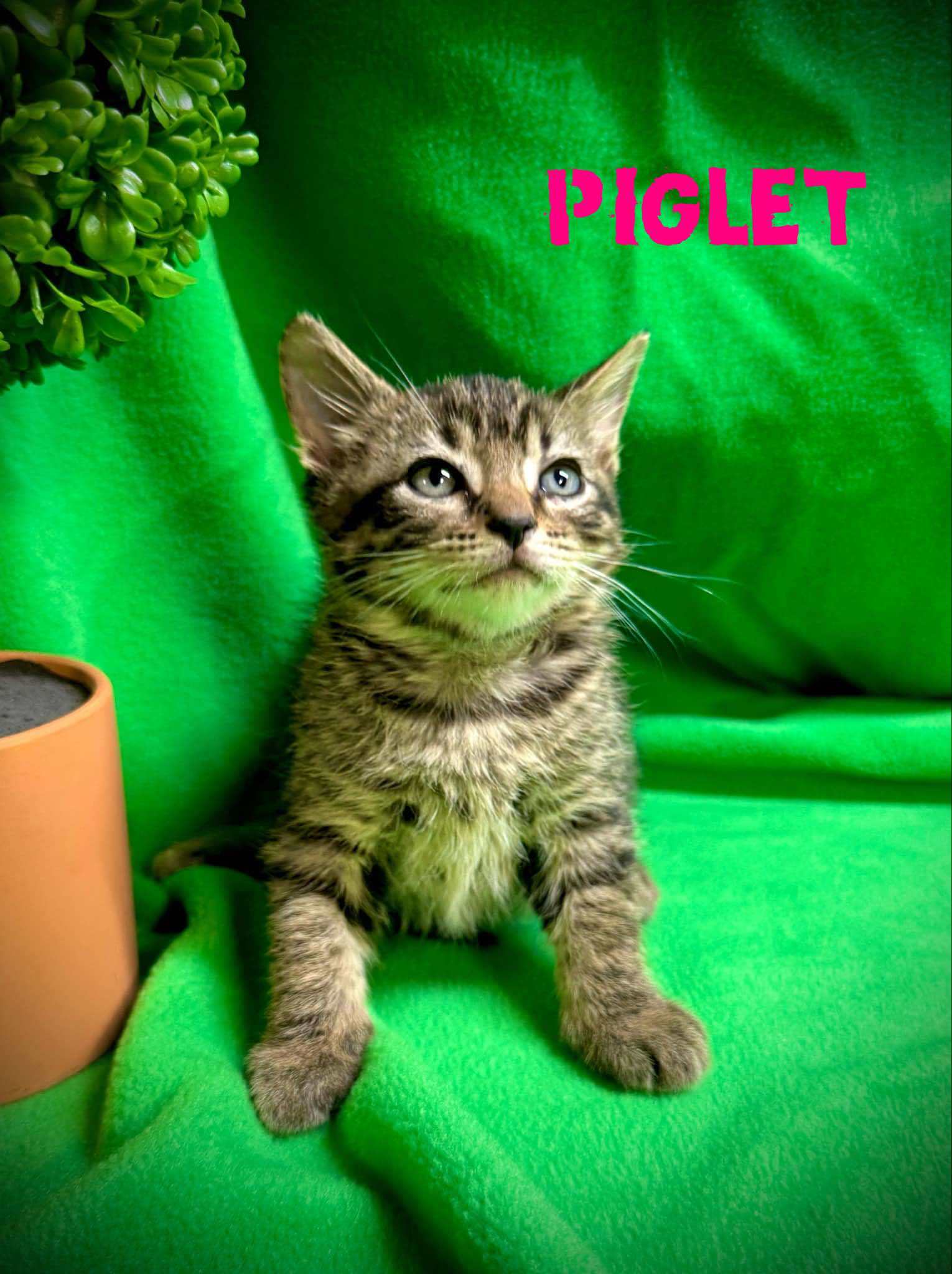 Piglet