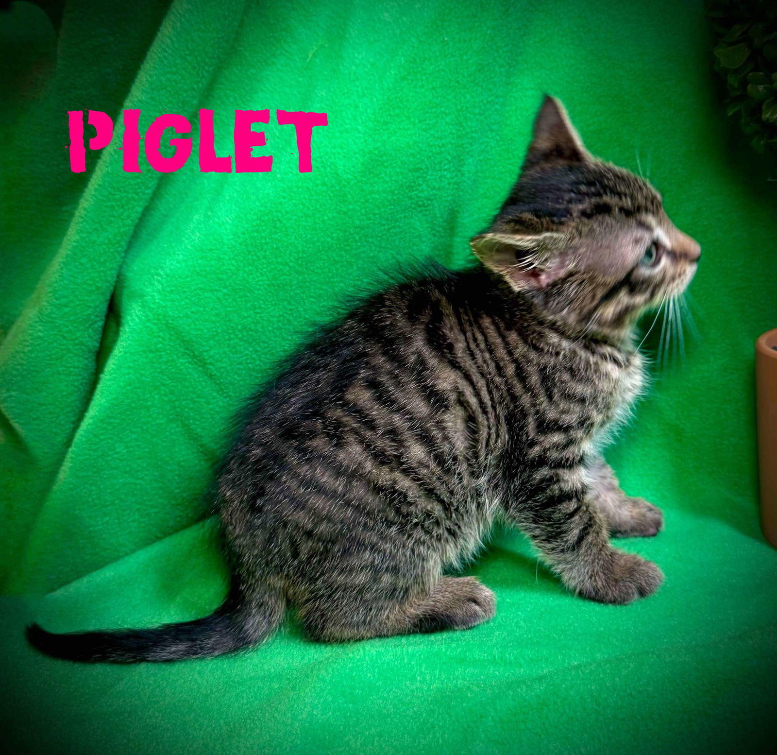 Piglet