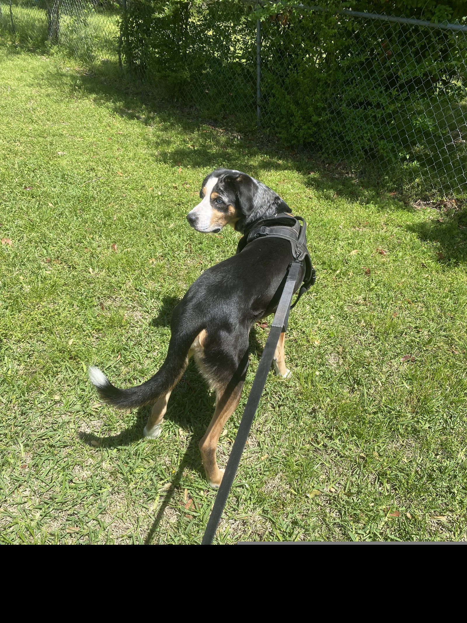 Rocco III (New Digs)