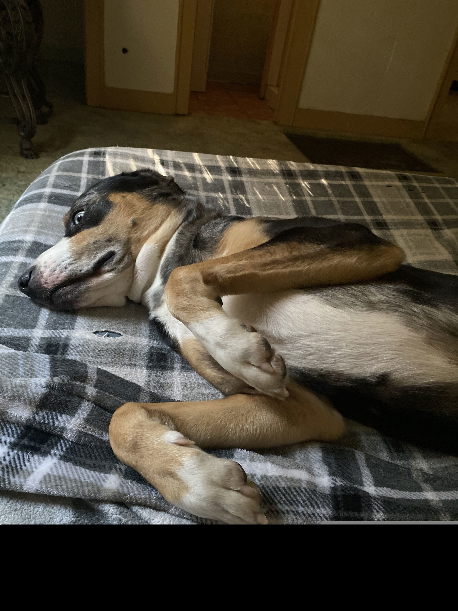 Rocco III (New Digs)