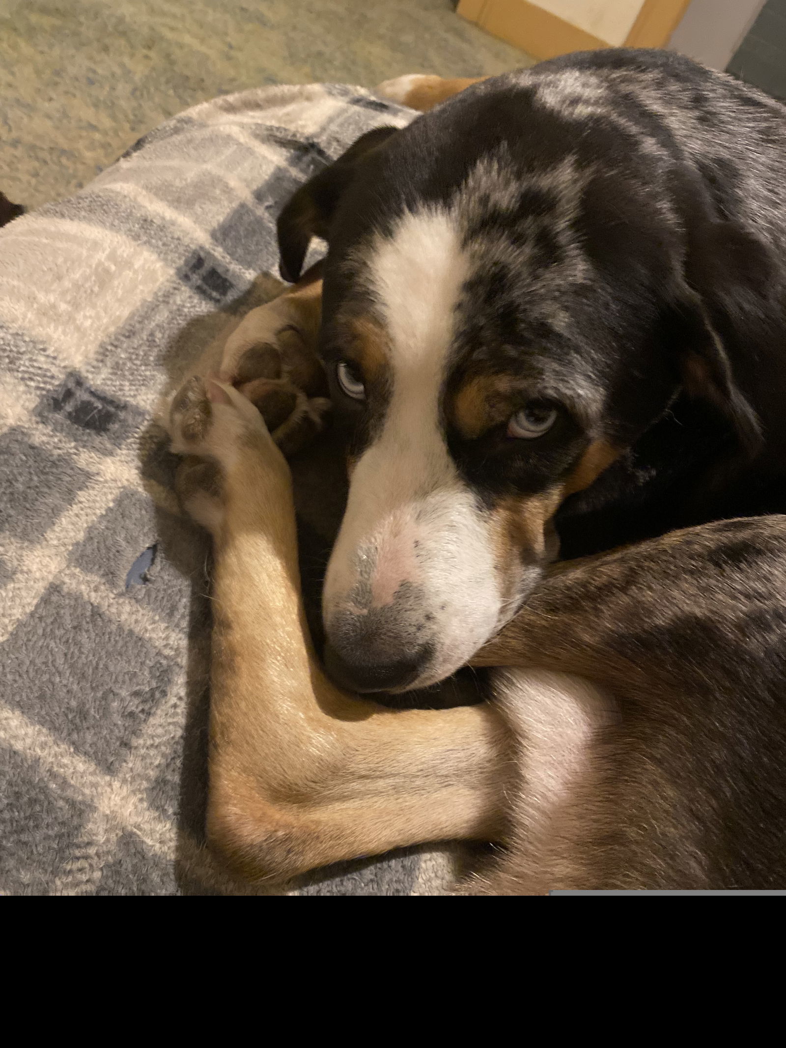 Rocco III (New Digs)