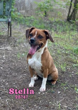 Sweet Stella is a happy girl She likes people and seems to like other dogs so far She has shown