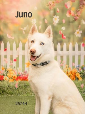 Juno is a gorgeous female Siberian Husky mix She is house-trained easy to walk and a little on th