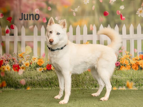 Juno