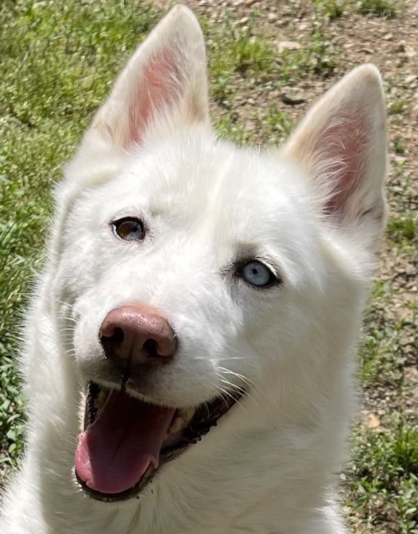 Juno