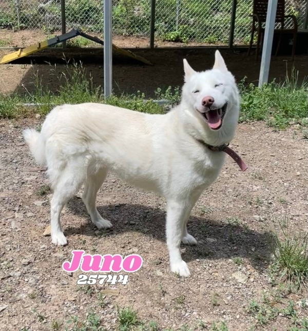 Juno