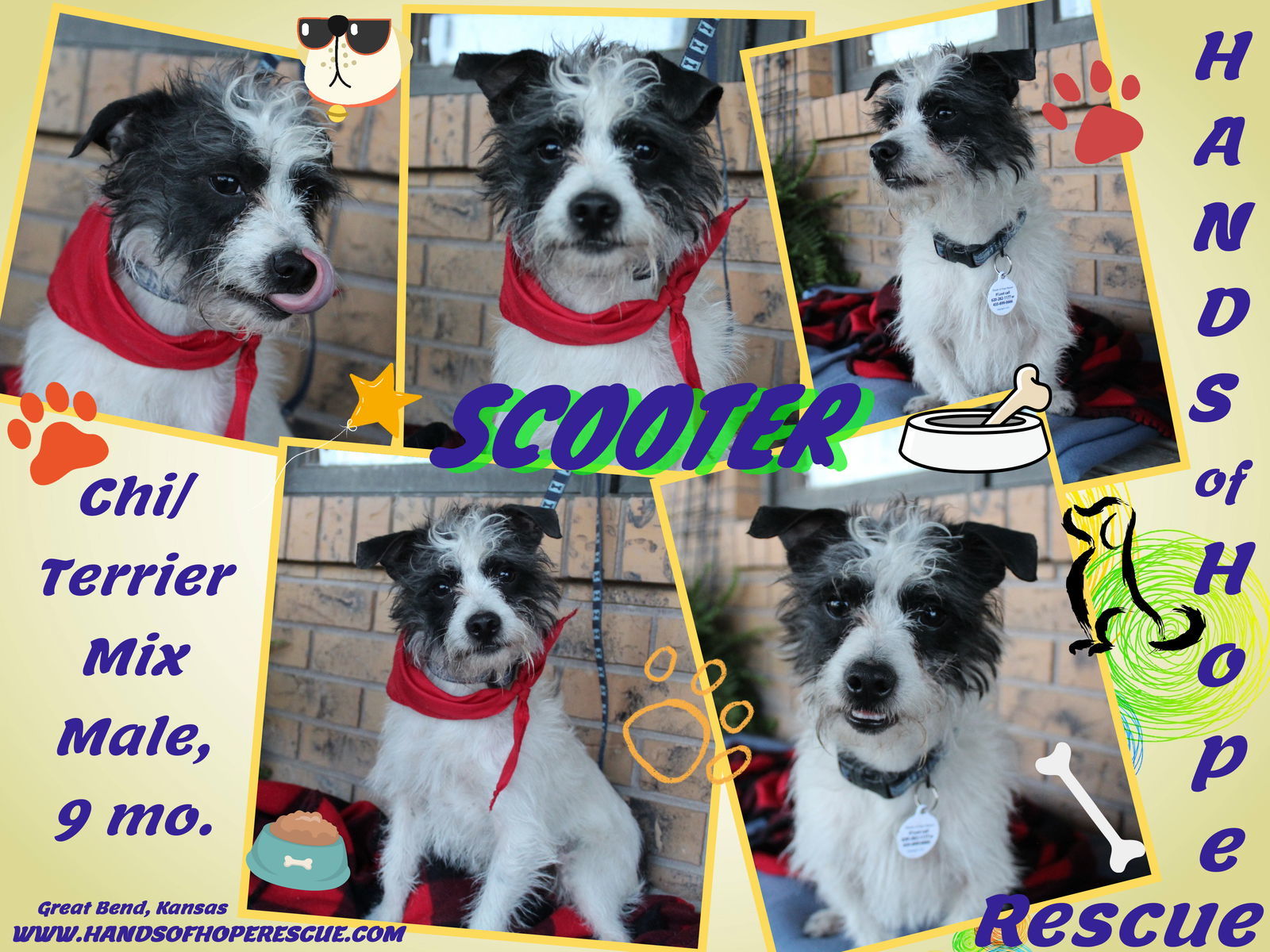 Scooter, an adoptable Terrier, Chihuahua in Great Bend, KS, 67530 | Photo Image 1