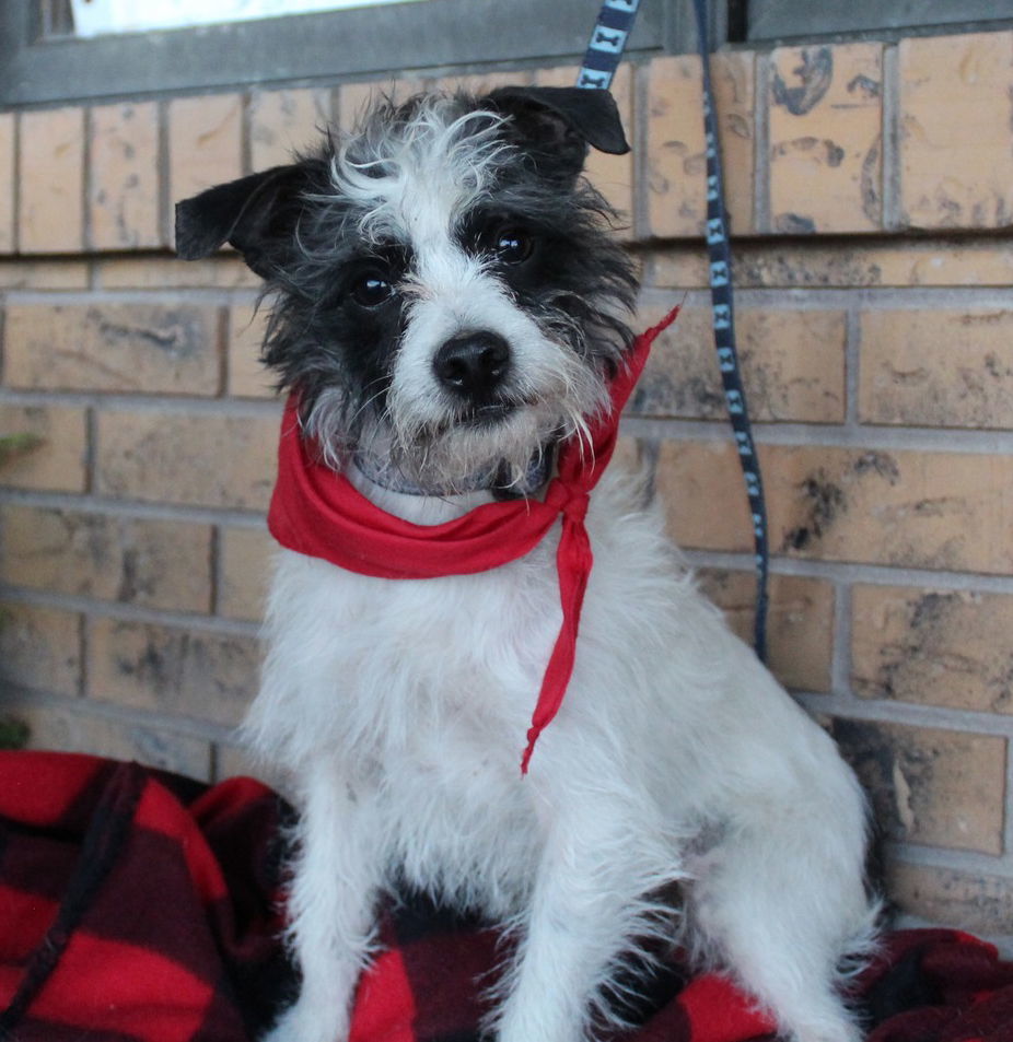 Scooter, an adoptable Terrier, Chihuahua in Great Bend, KS, 67530 | Photo Image 2