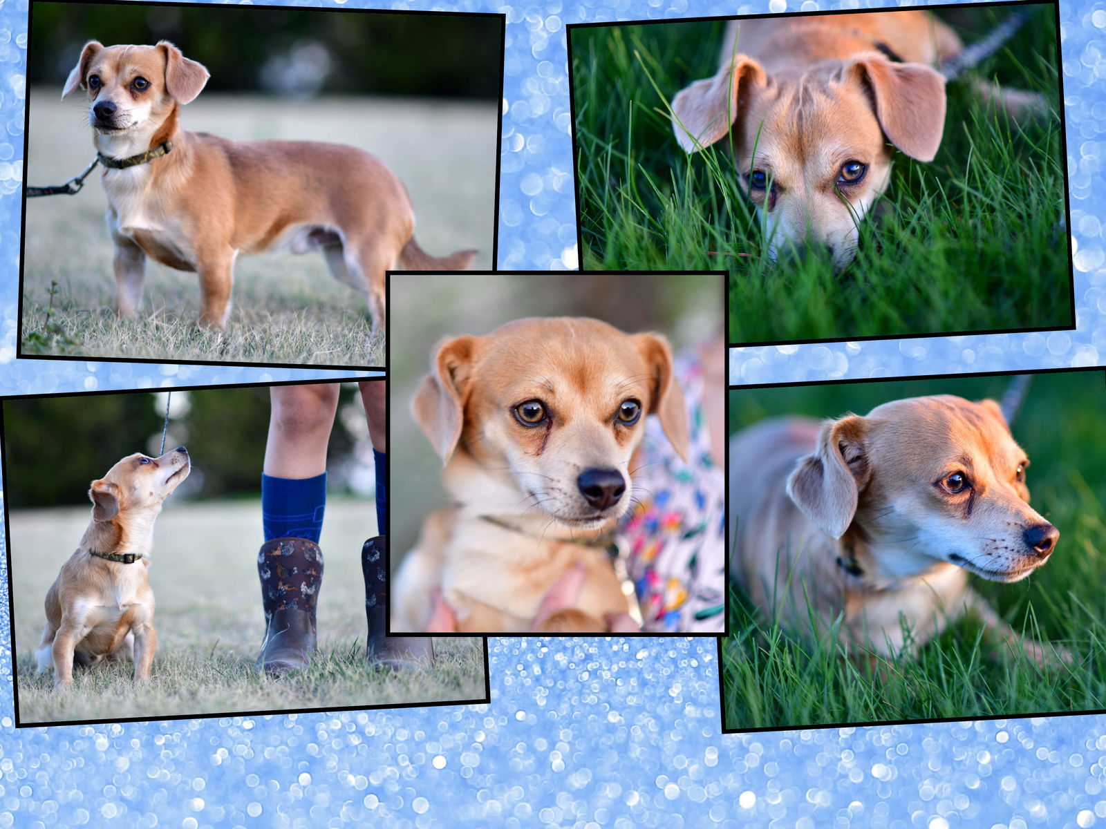 Steve, an adoptable Chihuahua, Dachshund in Great Bend, KS, 67530 | Photo Image 1