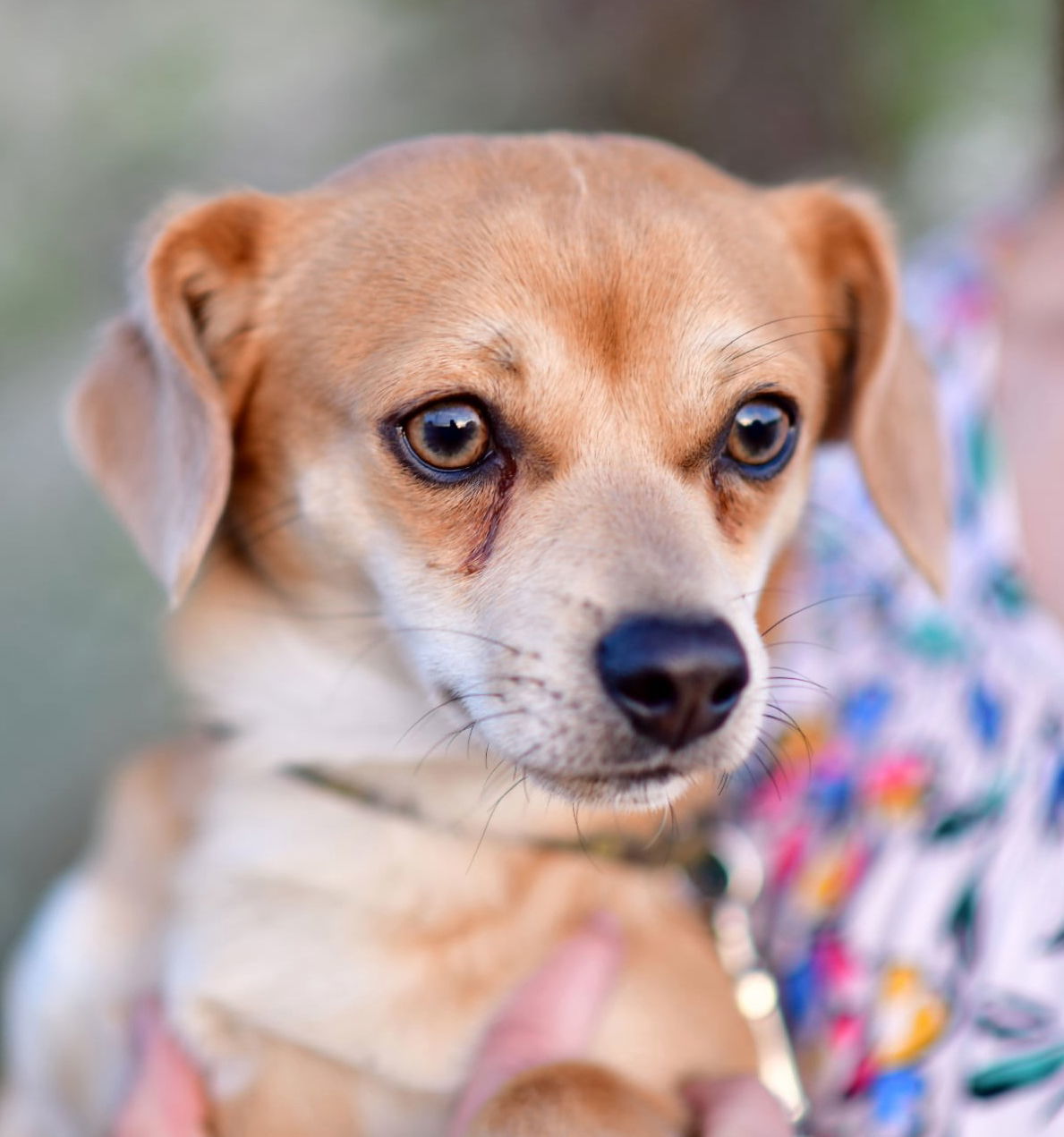 Steve, an adoptable Chihuahua, Dachshund in Great Bend, KS, 67530 | Photo Image 2