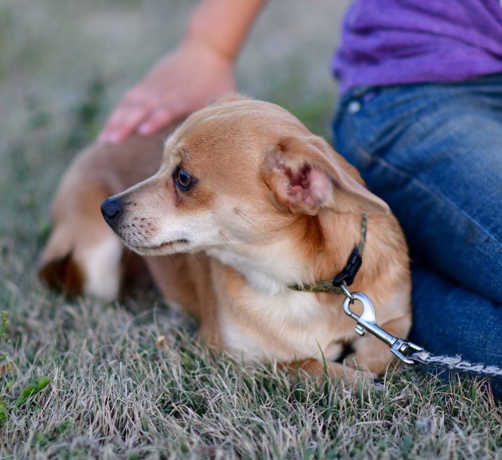 Steve, an adoptable Chihuahua, Dachshund in Great Bend, KS, 67530 | Photo Image 3