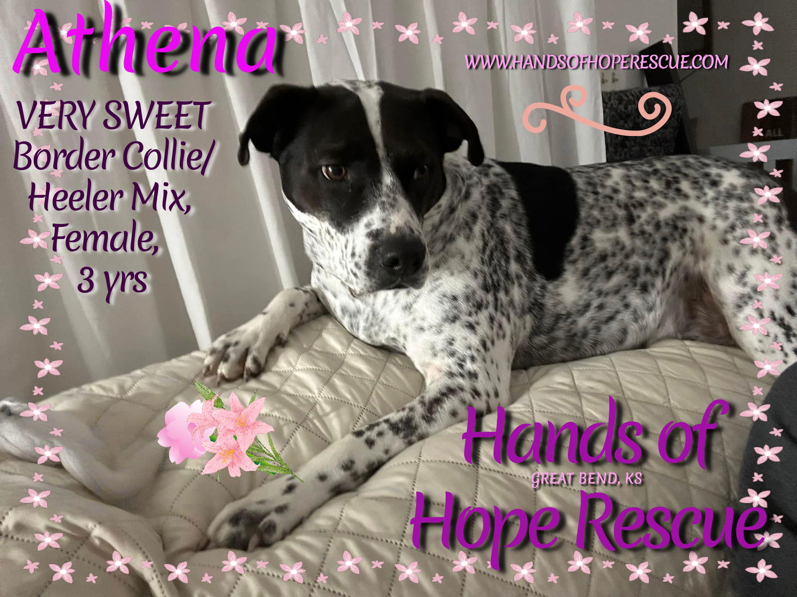 Athena, an adoptable Australian Cattle Dog / Blue Heeler, Border Collie in Great Bend, KS, 67530 | Photo Image 1
