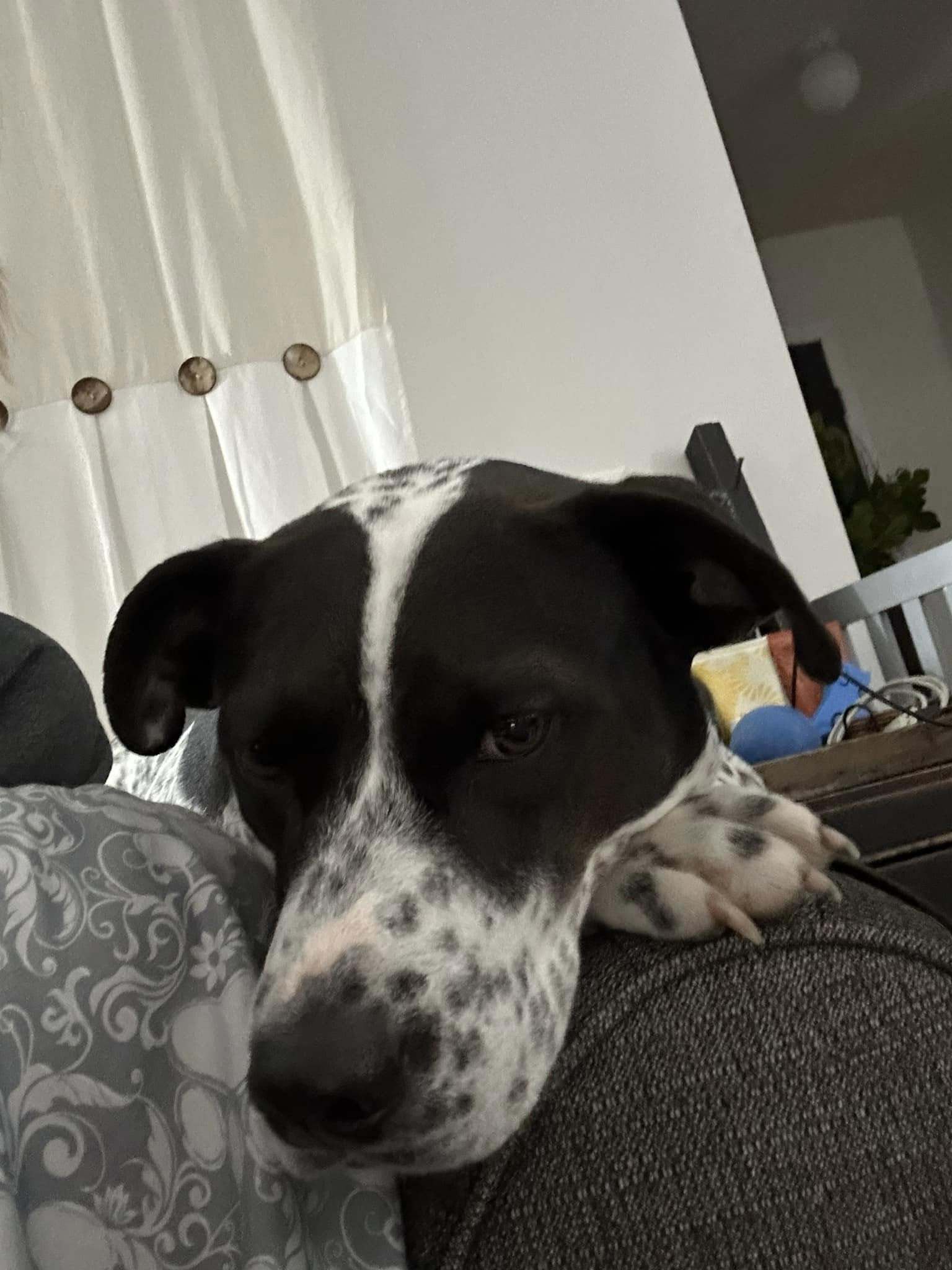 Athena, an adoptable Australian Cattle Dog / Blue Heeler, Border Collie in Great Bend, KS, 67530 | Photo Image 2