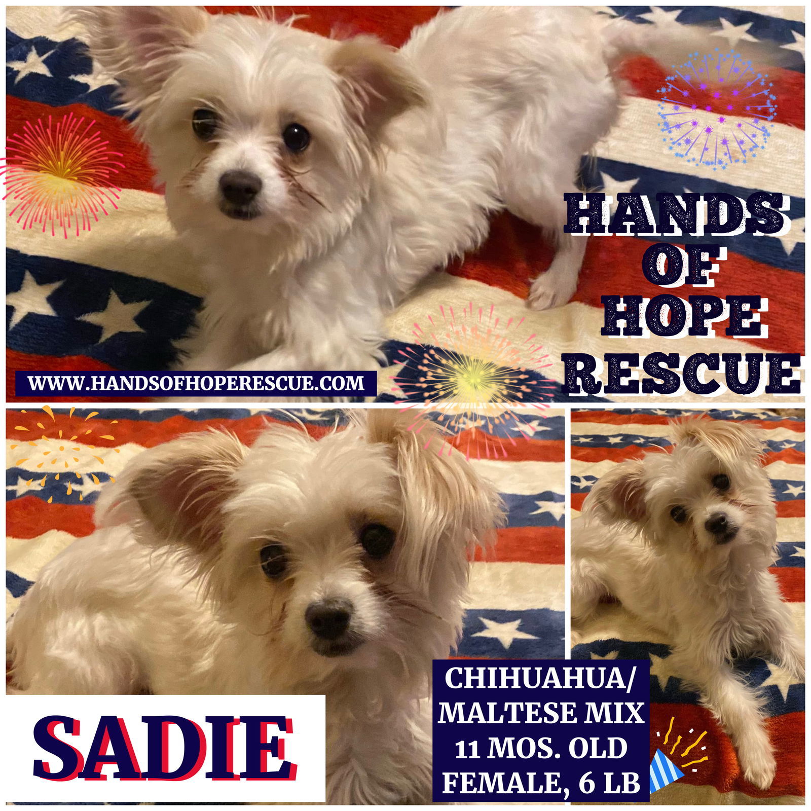 Sadie, an adoptable Chihuahua, Maltese in Great Bend, KS, 67530 | Photo Image 1