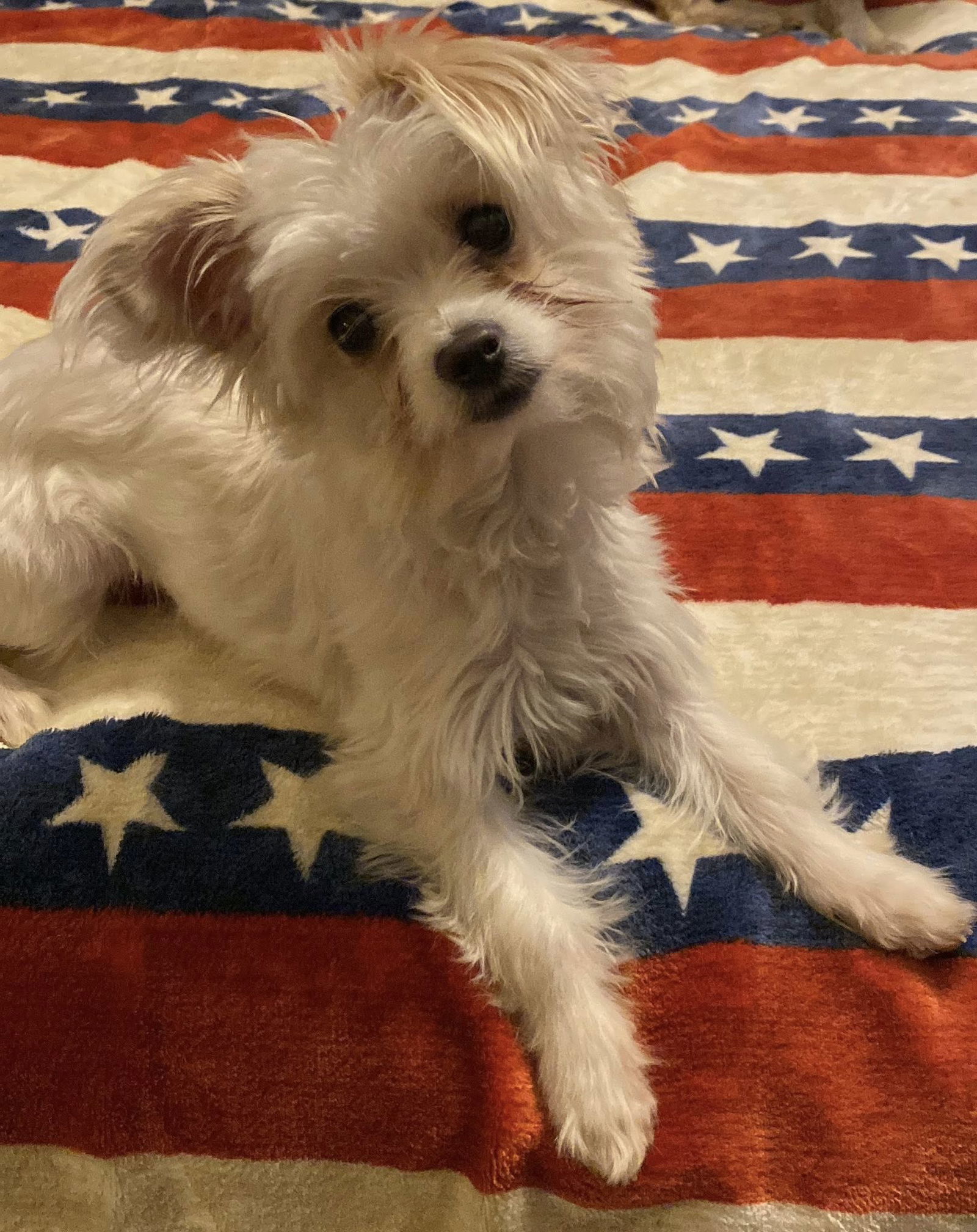 Sadie, an adoptable Chihuahua, Maltese in Great Bend, KS, 67530 | Photo Image 2