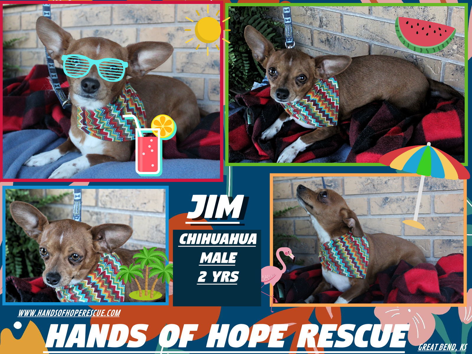 Jim, an adoptable Chihuahua in Great Bend, KS, 67530 | Photo Image 1