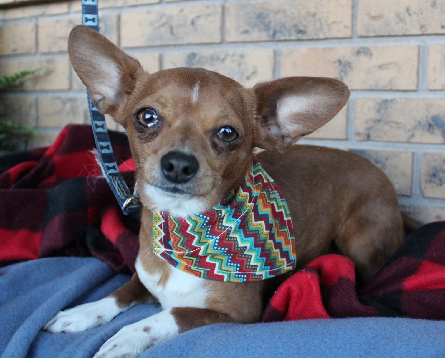 Jim, an adoptable Chihuahua in Great Bend, KS, 67530 | Photo Image 2