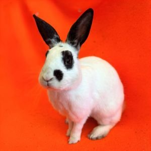 MY ADOPTION FEES ARE WAIVED Hi there Im Captain Jack I am a neutered male shorthaired rabbit th