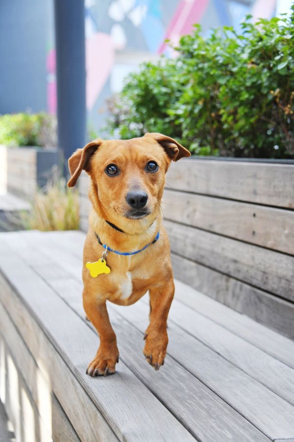 Pet Image