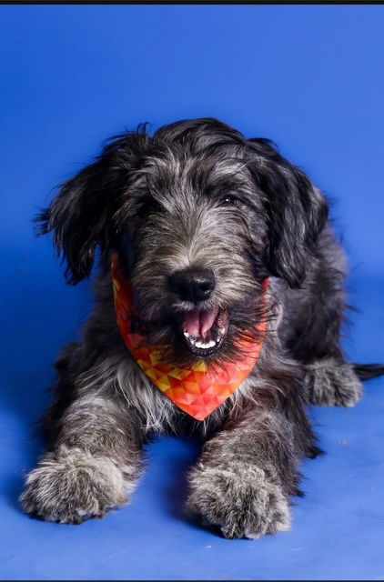 Pet Image