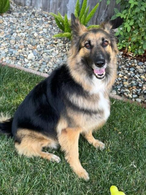 LAYLA