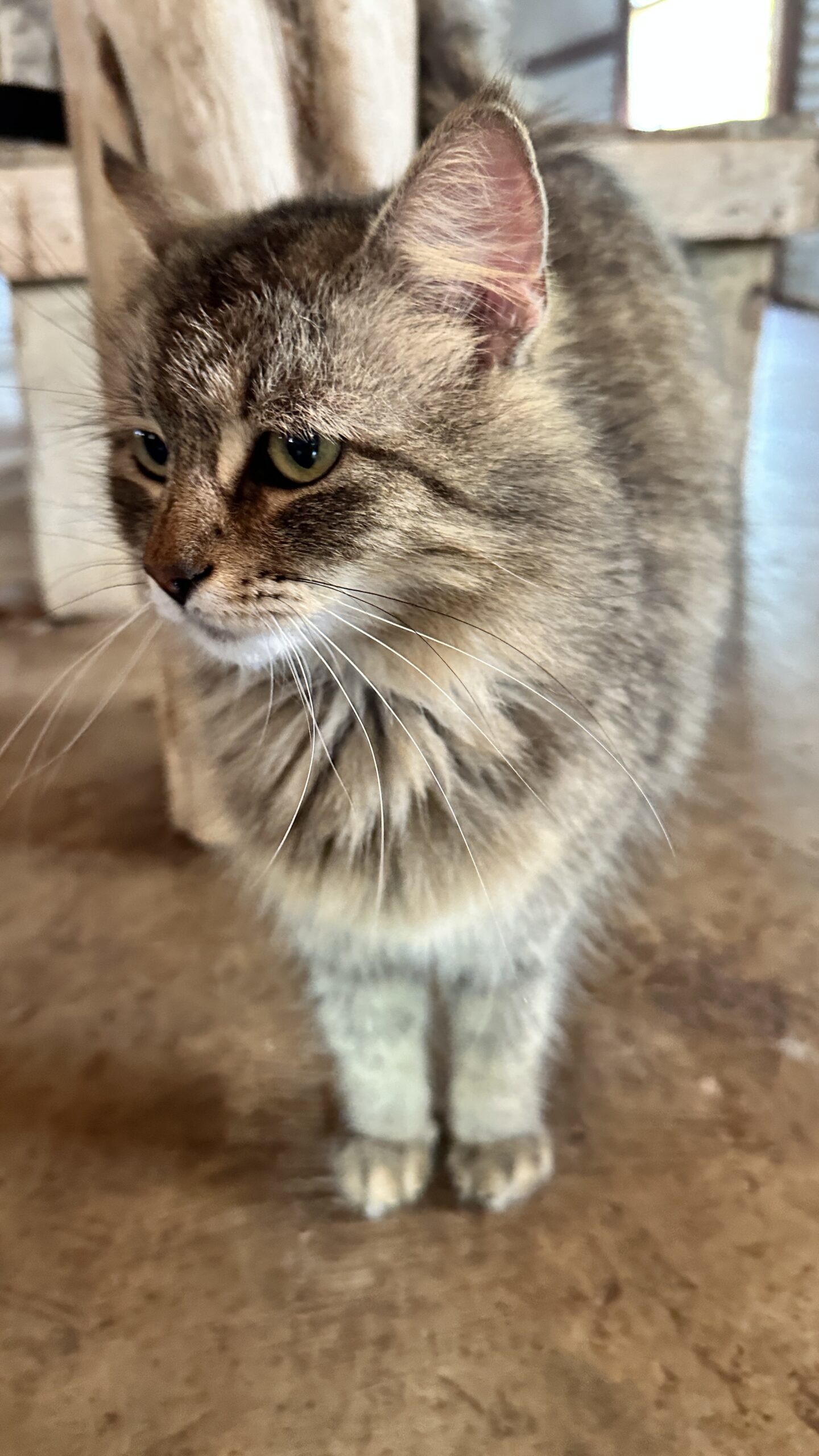 Gypsy, an adoptable Domestic Long Hair, Tabby in Sullivan City, TX, 78595 | Photo Image 1