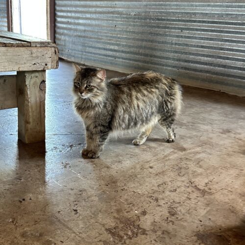 Gypsy, an adoptable Domestic Long Hair, Tabby in Sullivan City, TX, 78595 | Photo Image 2