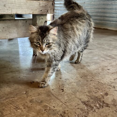 Gypsy, an adoptable Domestic Long Hair, Tabby in Sullivan City, TX, 78595 | Photo Image 3