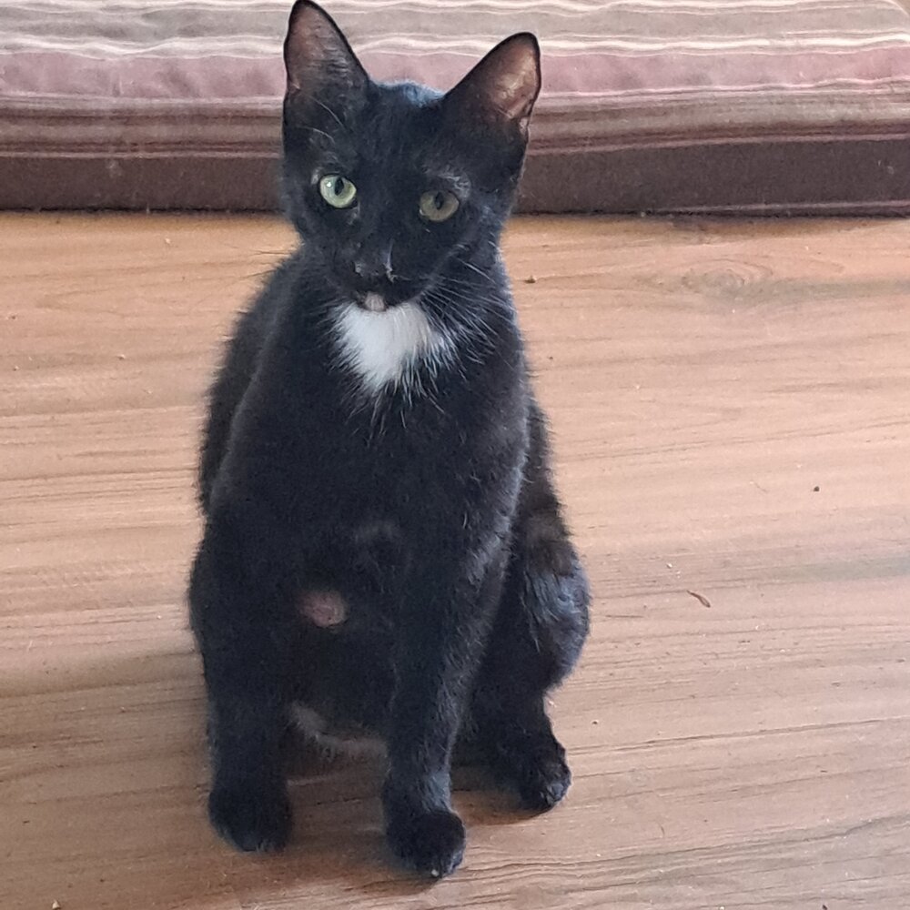 Lippy, an adoptable Domestic Short Hair in Moses Lake, WA, 98837 | Photo Image 1