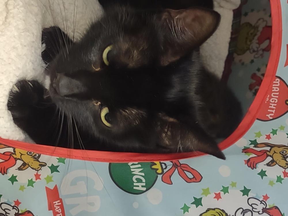 Lippy, an adoptable Domestic Short Hair in Moses Lake, WA, 98837 | Photo Image 2
