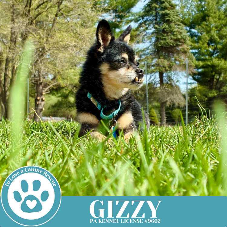 Gizzy 041225